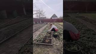 УХОД ЗА КЛУБНИКОЙ ВЕСНОЙ️ #клубника #огород #сад #дача #топ #ферма #деревня #загородныйдом #грядки