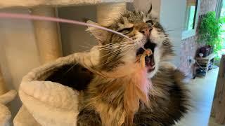 Maine Coon Cat Pictures That’ll Make You Laugh 