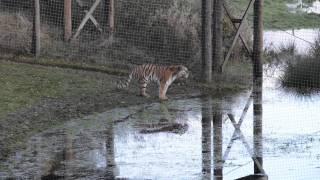 Yorkshire Wildlife Park   Tschuna Video 3