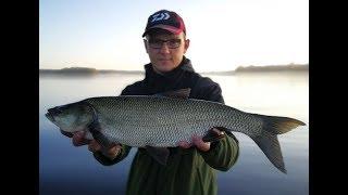 70ka Boleń na jaskółkę Mikado Fish Fry - Ultralight