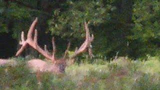 Largest Bull Elk I have ever seen!!