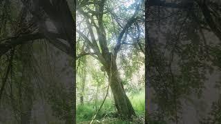 AKCHAMAL (CHUBAR) KARGIL UT LADAKH #beautiful  #nature #resort #river #apricots  #mulberry tree
