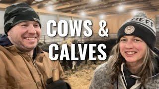 Ep 16 - Winter Calving