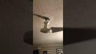 THE CEILING FAN FELL  #funny #ceilingfan #shorts #crazy