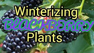 Winterizing Blackberries plants