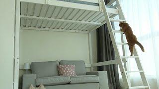 Kitties Really Enjoy A Bunk Bed (ENG SUB)