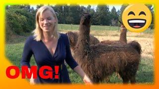 LLAMA *SPITS* ON TV NEWS REPORTER