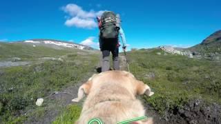 Mountain hiking with my dog in the Swedish fells