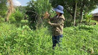 Time to dig wormwood again and it's full of valuable ingredients for women. [I am Ma Xiaohuai]