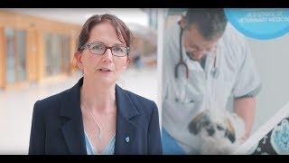 UCD Graduate Certificate in Small Animal Medicine