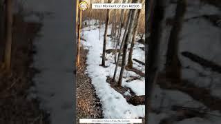 ScienceMan Moment of Zen 0506 #peaceful #winter #forest #trailrunning #asmr