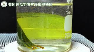 指尖艺术-叶脉书签云课堂#生物科学  #科学实验 #趣味实验 #社团 #大学生