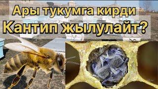 Ары Тукумга кирди- Кантип жылулайт???