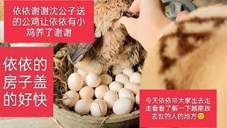 依依盖房子第7集感谢沈公子的小鸡 . cảm ơn fam hâm mộ của yi yi đã ủng hộ yi yi xây nhà 18-2-2023