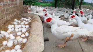 The Guide Techniques For Breeding Muscovy - Muscovy Ducks Farming