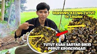 BERBURU DAN MEMASAK KEONG TUTUT KUAH SANTAN PEDAS MANIS