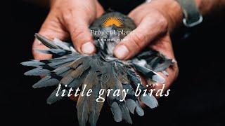 Dove Hunting in the South - Little Gray Birds