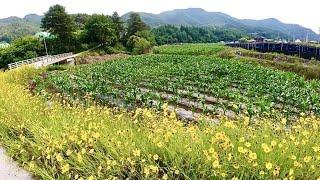 강원도 횡성부동산 싼땅 횡성토지매매 [강원도 횡성군 공근면부동산] #횡성계곡땅매매