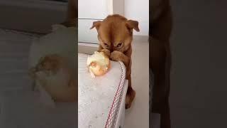 Hilarious Guilty Dog Moments #1: Cute and Funny Reactions | Cute Critter Chronicles #shorts