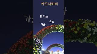 가을 밤하늘 국화     #가을     #국화     #하늘     #밤     #Korea