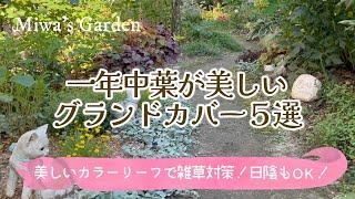 【雑草対策＊グランドカバー】おすすめ宿根草・多年草５選！常緑で一年中美しい＊ガーデニングおしゃれな庭づくり