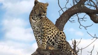 Teen tours of South Africa: Service, Adventure and Safari