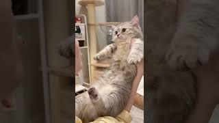 The little meow agreed to play after eating delicious food  #cat #cute #love #kiss #emotional