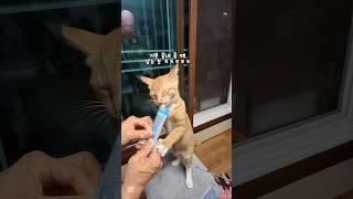 어화둥둥~ 츄르 #시골고양이 #농부고양이집사 #츄르#방울이