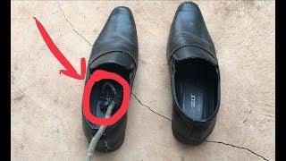 Black scorpion in the shoes | Worst Scorpions in the World |