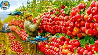 Efficient Apple Harvesting and Juice Production Inside the Factory Production Line