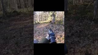 охота на дикого кабана стала серьезной  #cinghiale #chasse #wildboar #охота #hunt