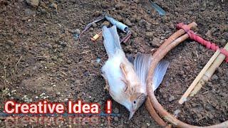 How to make an amazing bird trap work 100% | Wild bird | Player of trap