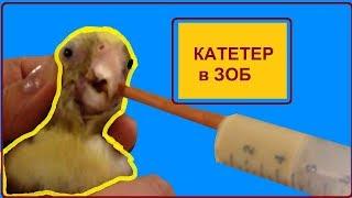 Как принудительно кормить попугая. Трубка для кормления попугая напрямую в зоб. Инструкция