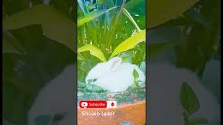 Khargosh San my channel shoaib tailor