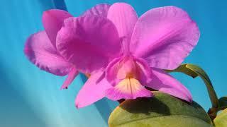 Cattleya nobilior`OCN6-1'  (orchid)