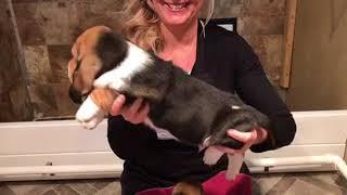 European bassets 1 or 2 videos- Winnie’s liter