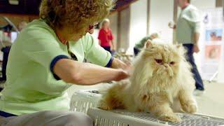 Meet the World's Most Extreme Cat Lovers | Heavy Petting