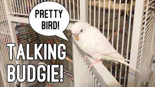 1 minute of Pearl Talk with subtitles! | Adorable Talking Budgie