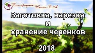 Заготовка, нарезка, обработка и хранение черенков винограда