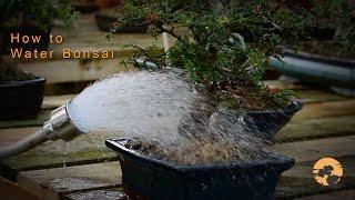 08) Bonsai Trees for beginners Series: Watering Bonsai Trees