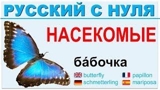 Русский язык с нуля. Насекомые. РКИ для всех.