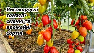 Урожайні та смачні- огляд високорослих томатів в нашій теплиці!