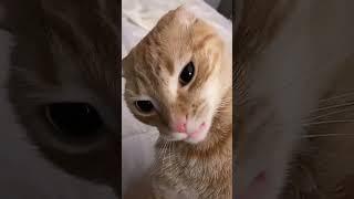 #funny #cats #cat#funnyanimals#funny #funnyvideos #pang