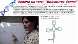Подготовка к ЕГЭ по биологии. Задача на тему : "Биосинтез белка" № 5