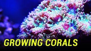 Researcher accidentally discovered how to grow corals 40x faster