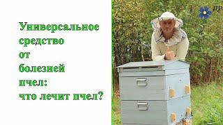 Универсальное средство от болезней пчел: что лечит пчел