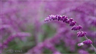 放松钢琴音乐, 舒缓睡眠音乐, 美妙浪漫音乐, 冥想音乐.RELAXING MUSIC,BEAUTIFUL MUSIC, SPA MUSIC