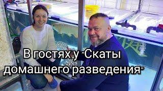 скАтоферма. Разведение скатов. В гостях у "Скаты домашнего разведения".