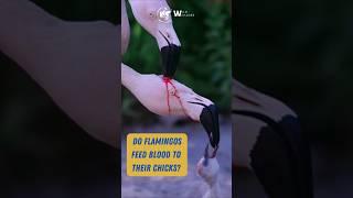 Is It Blood? The Truth Behind Flamingo Baby Feeding!