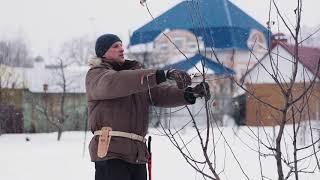 Разреженно-ярусная крона (обрезка деревьев)